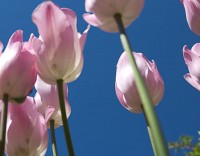 Tulpen Tulpen